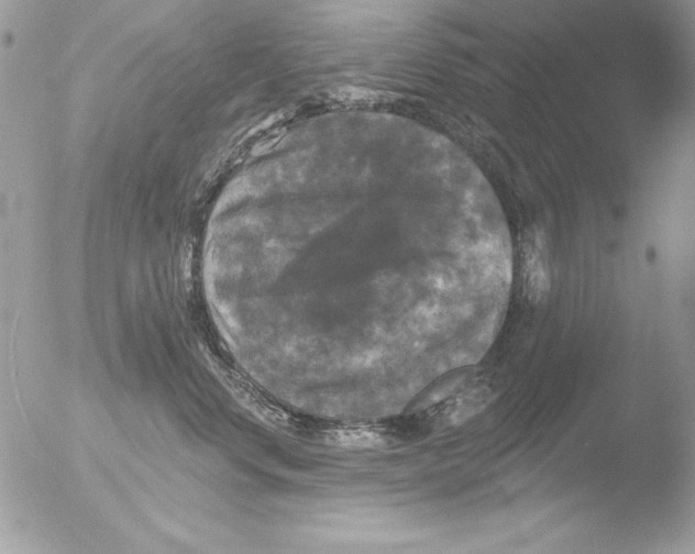 X0000051260668200507152217