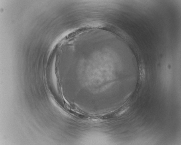 X0000051260726200507152215