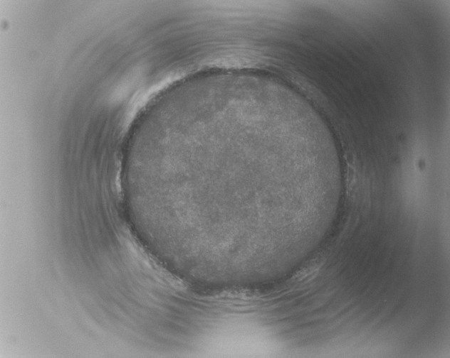 X0000051260727200507152215