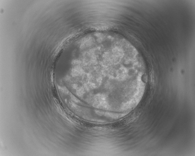 X0000051260733200507152215