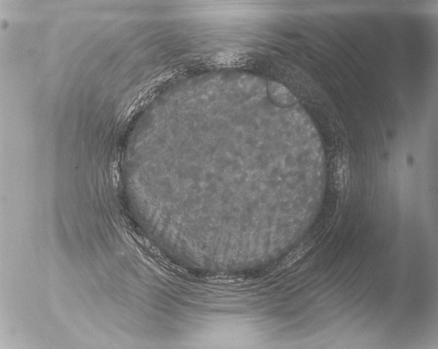 X0000051260746200507152215