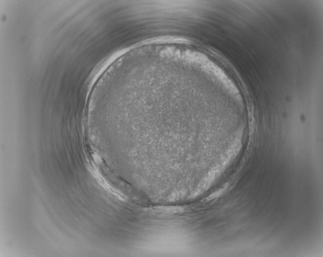 X0000051260860200507152214