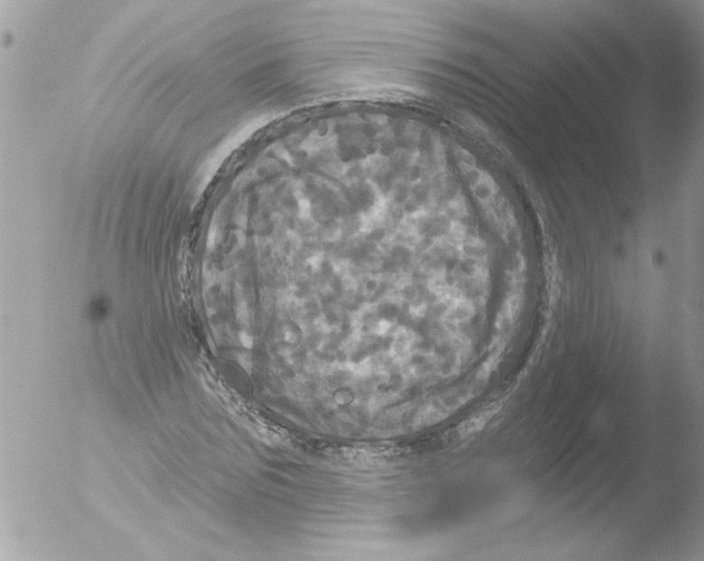 X0000051260875200507152213