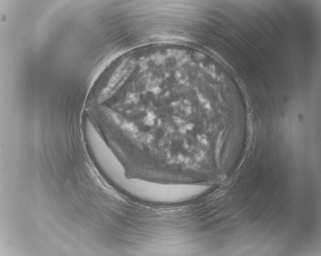 X0000051260891200507152212