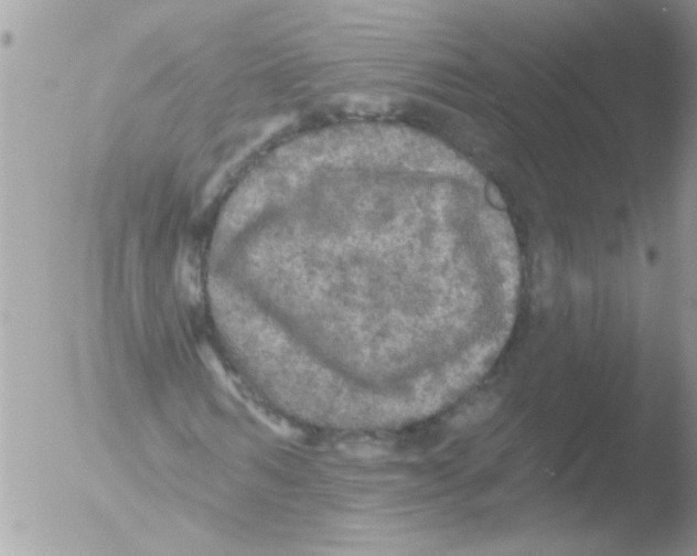 X0000051260962200507152211