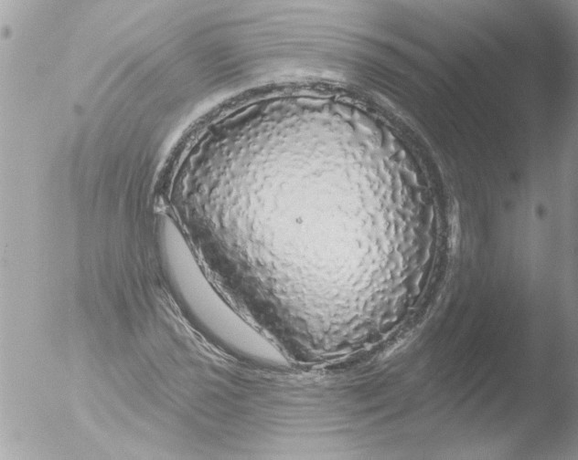 X0000051261021200507152210