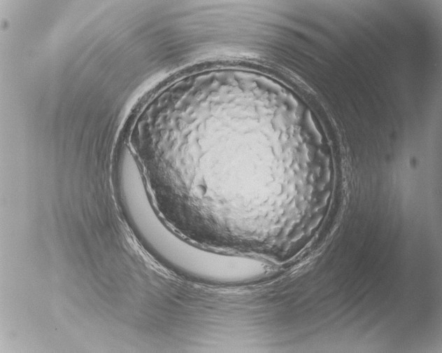 X0000051261029200507152210