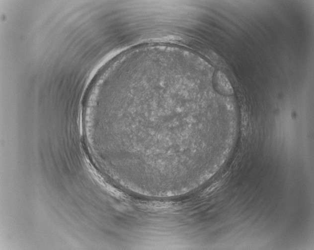 X0000051261036200507152210