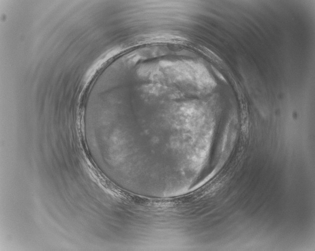 X0000051261043200507152210