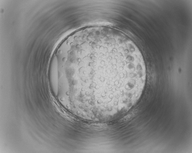 X0000051261044200507152210