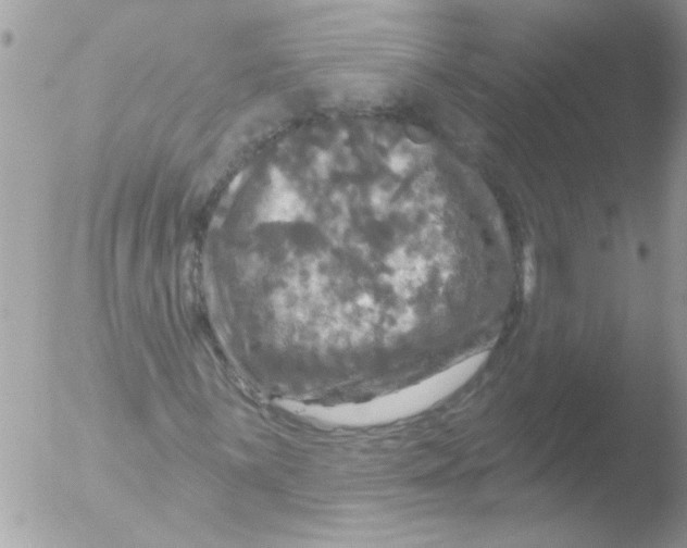 X0000051261059200507152210