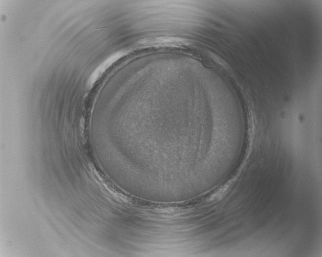 X0000051261066200507152210