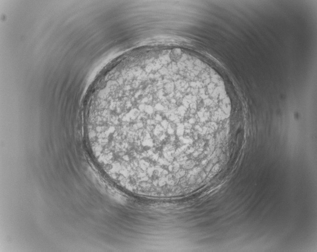 X0000051261075200507152209