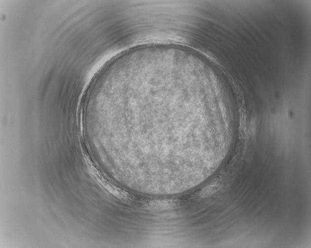 X0000051261078200507152209