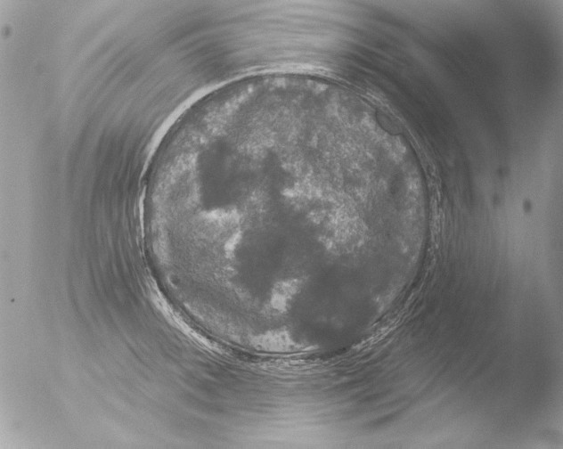 X0000051261092200507152209