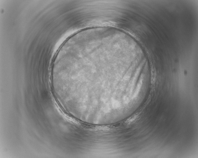 X0000051261094200507152209