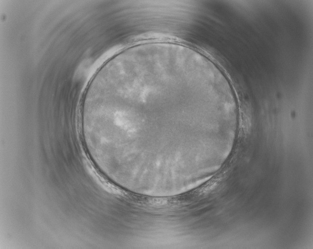 X0000051261098200507152209