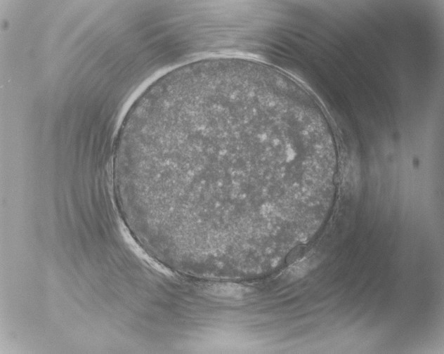 X0000051261100200507152209