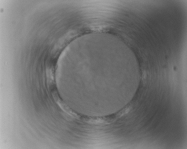 X0000051261106200507152208