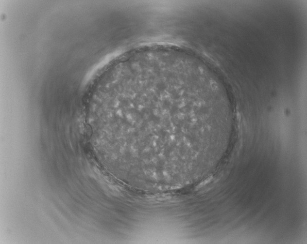 X0000051261159200507152208