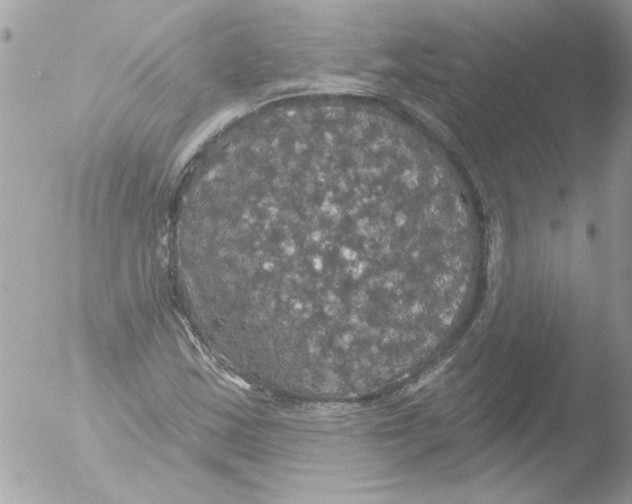 X0000051261163200507152208