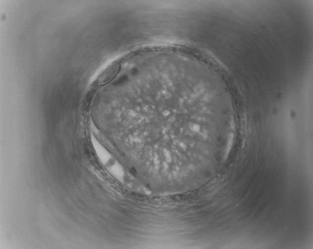 X0000051261208200507152207