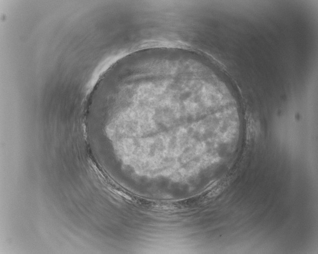 X0000051261215200507152207