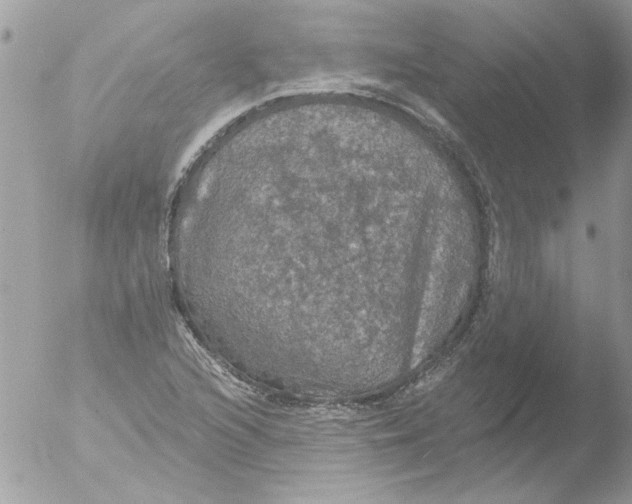 X0000051261216200507152207