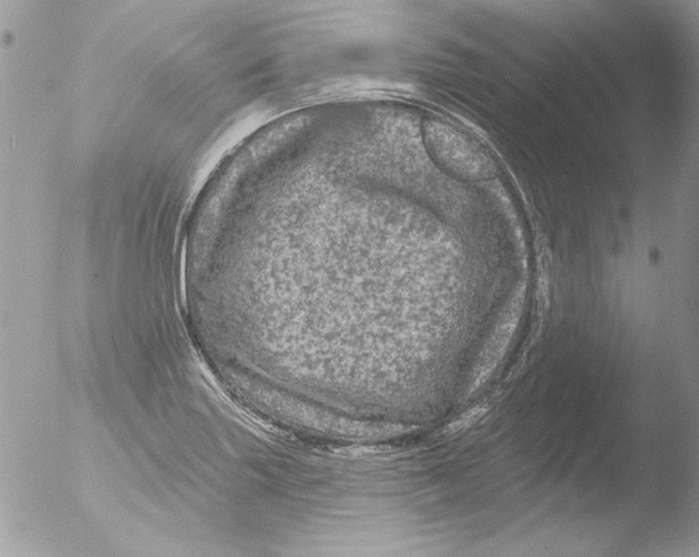 X0000051261227200507152207