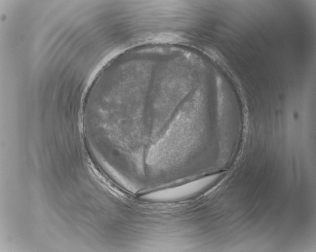 X0000051261232200507152207