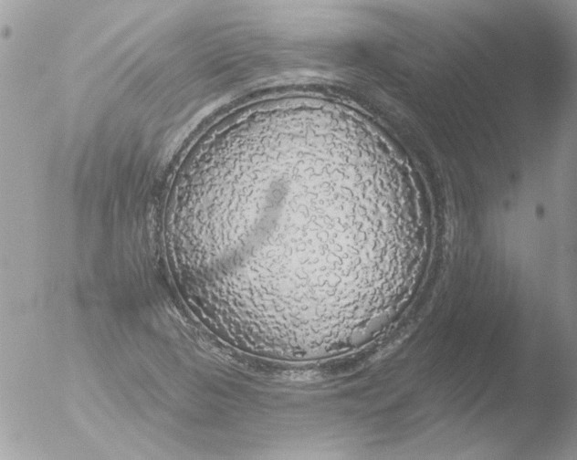 X0000051261313200507152205