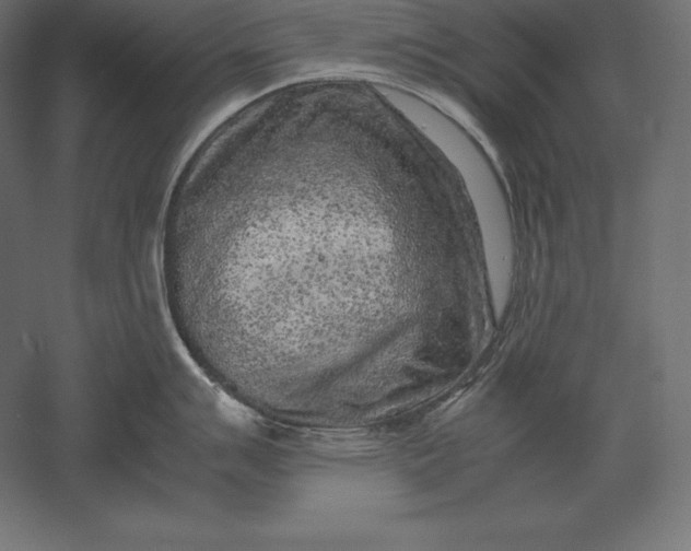 X0000051271007200507011740