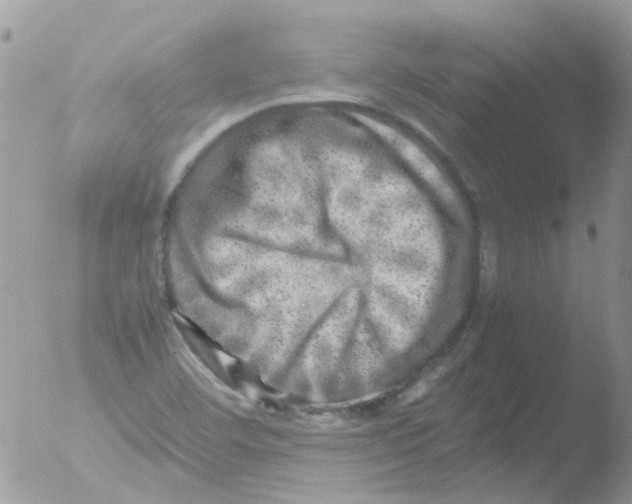 X0000051271460200507152229