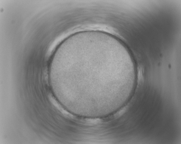 X0000051271498200507152228