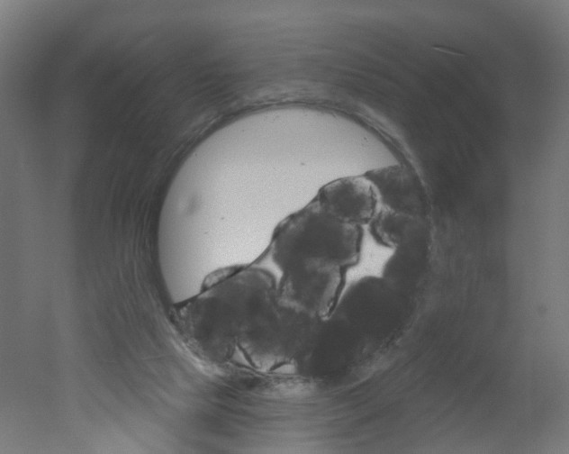 X0000051860065200506241013