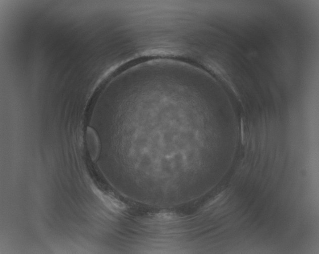 X0000051860204200506241330