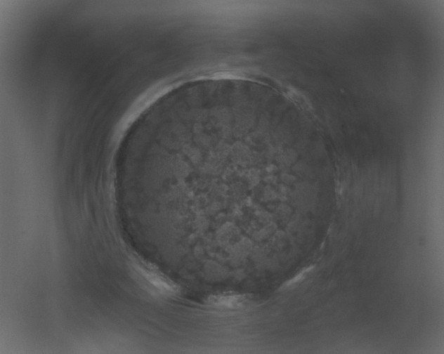 X0000051860295200506241328