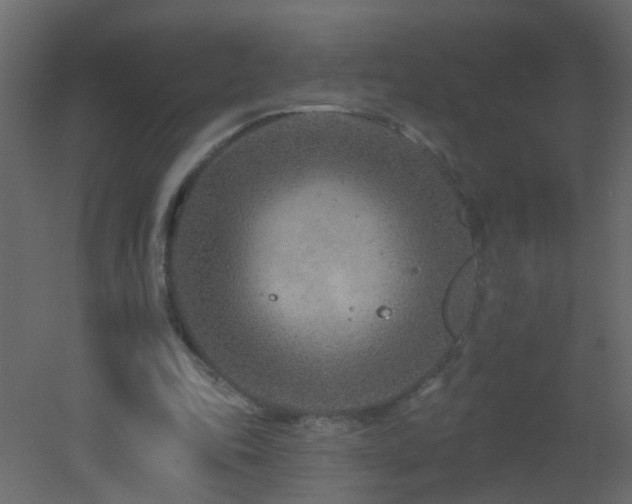 X0000051860343200506241327