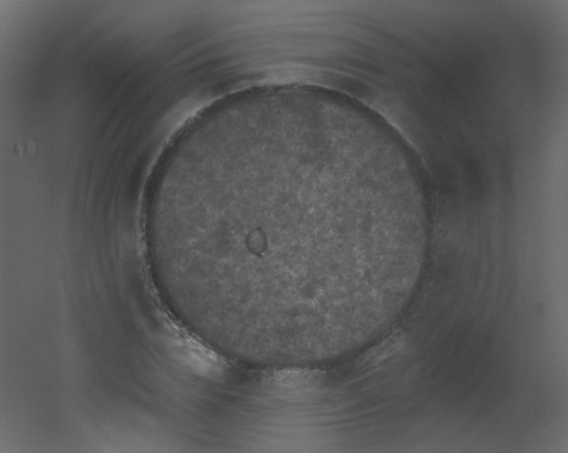 X0000051860832200506241319