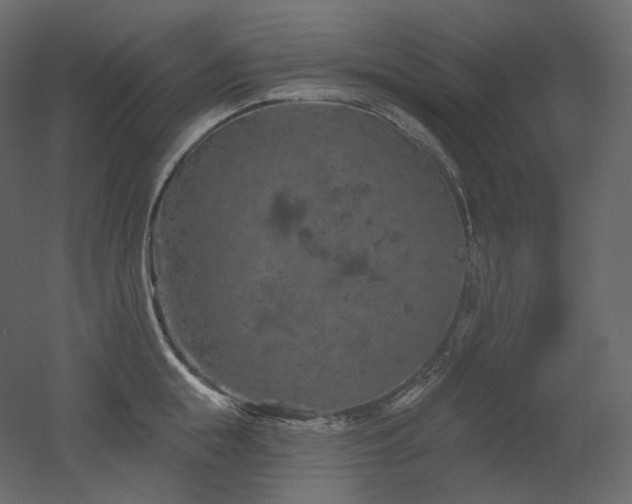 X0000051860855200506241319