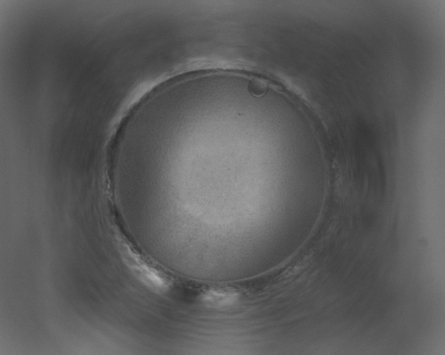 X0000051861215200506241312