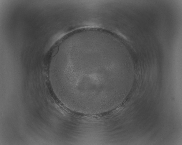 X0000051861255200506241312