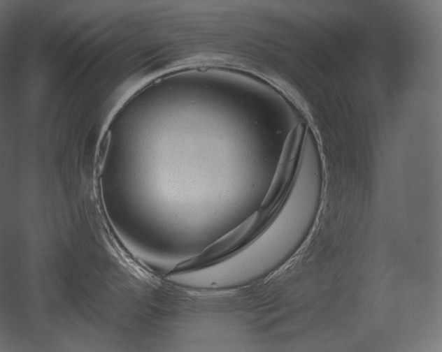 X0000051861296200506241311