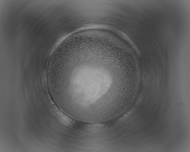 X0000051861417200506241309