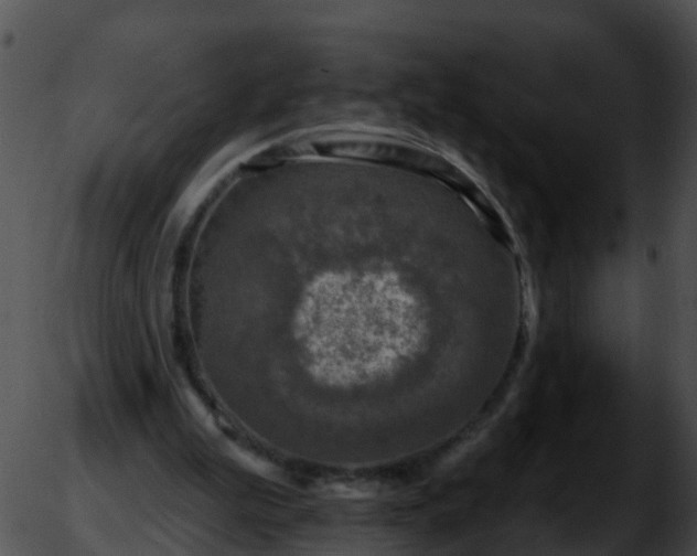 X0000051860199200507012349