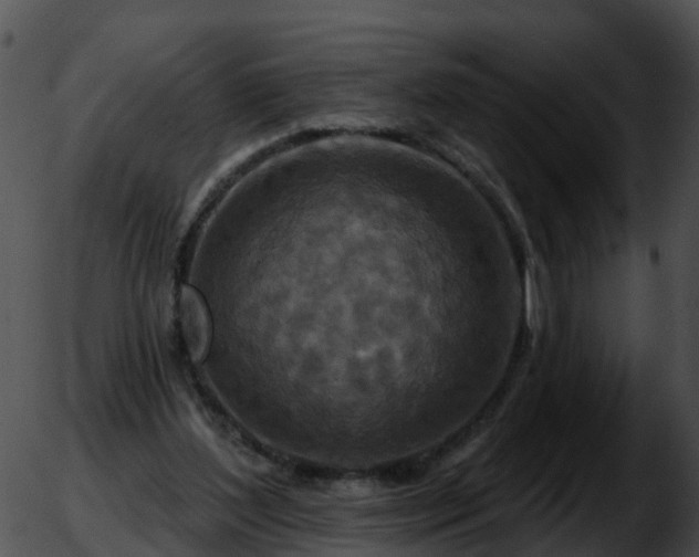 X0000051860204200507012349