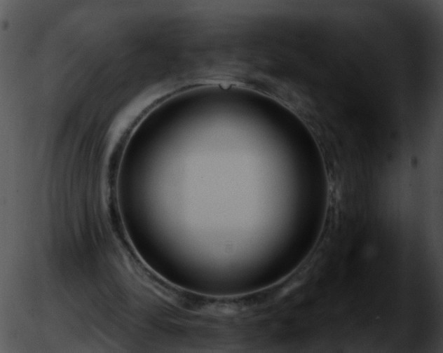 X0000051860294200507012347