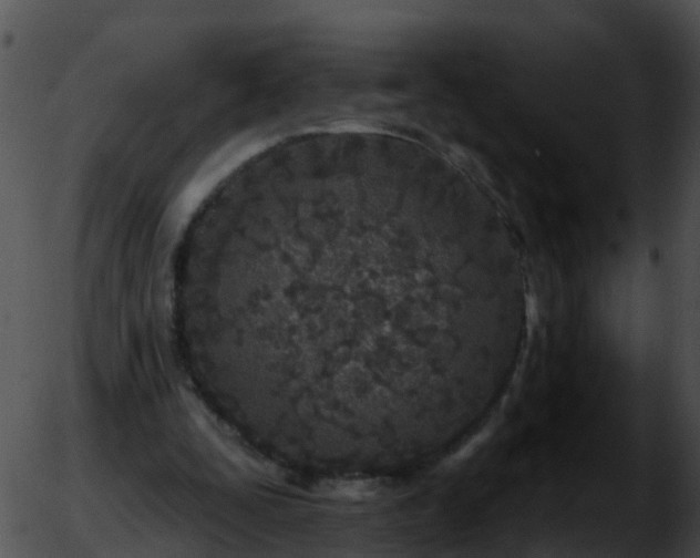 X0000051860295200507012347