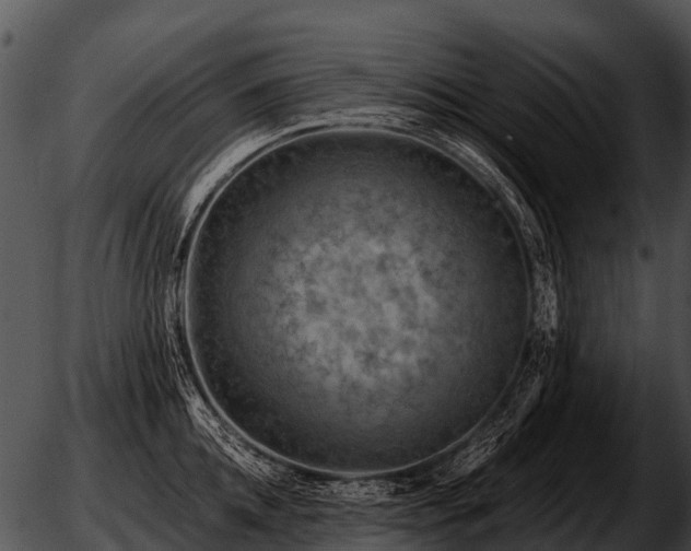 X0000051860952200507012337