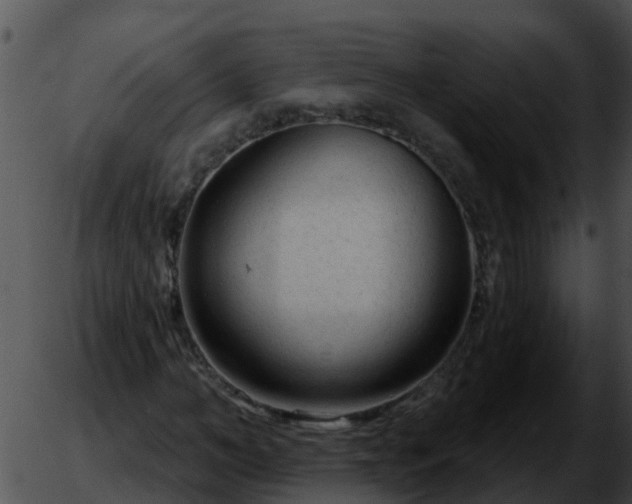 X0000051860966200507012336